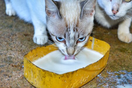Animal animals tomcat