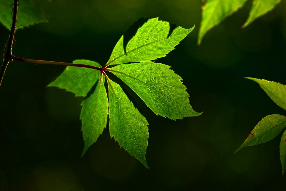 Texture plant backlight