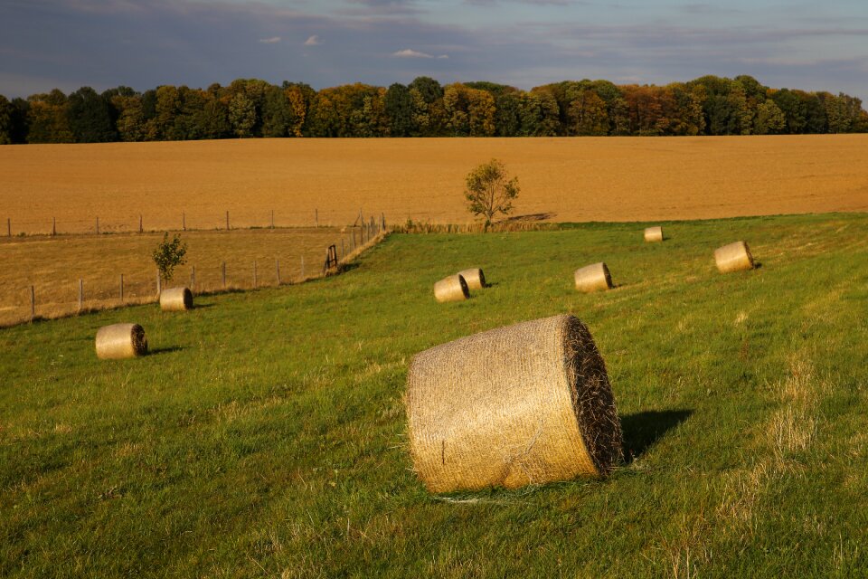 Abendstimmung meadow field