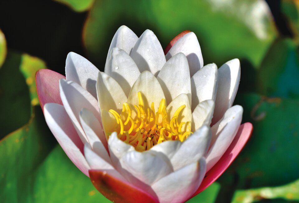 Lily pad blossom bloom