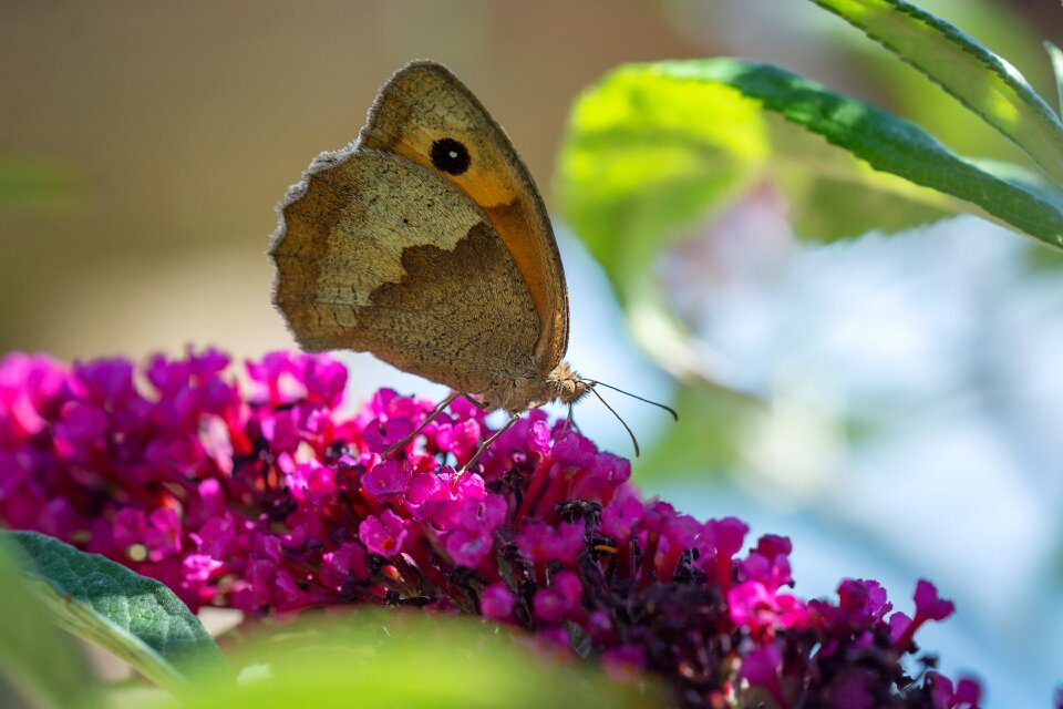 Insect lilac summer lilac