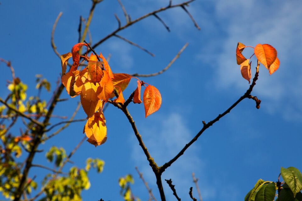 Leaves fall color abendstimmung