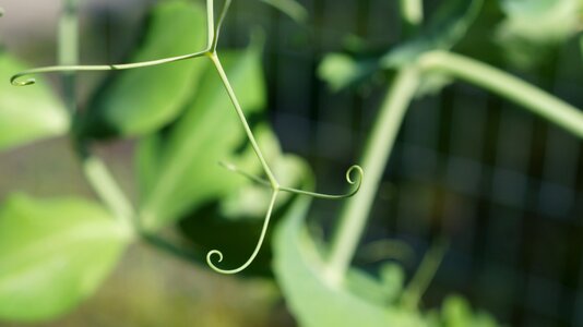 Growth garden peas