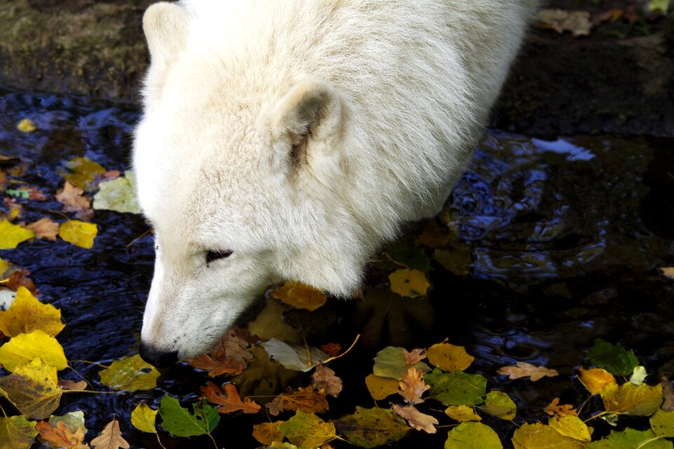 Animal forest wolf face