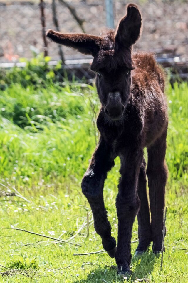 Platero donkey grass