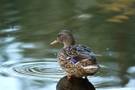 Duck female pond photo
