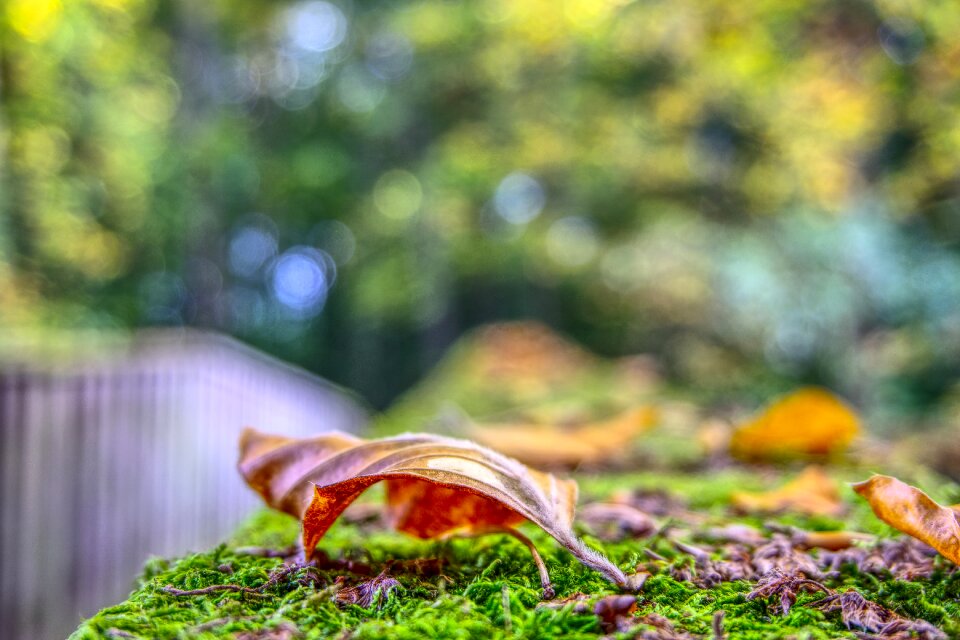 Colorful close up macro