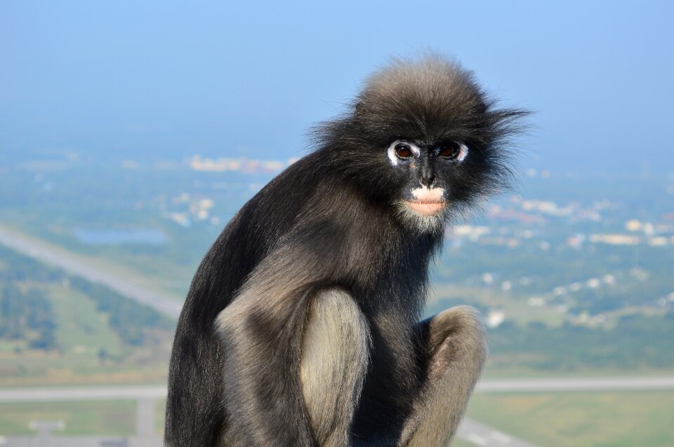 Thailand trachypithecus obscurus dusky leaf monkey