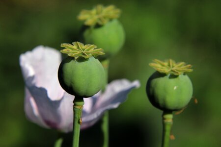Nature summer mohngewaechs