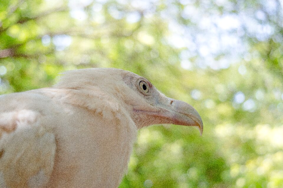 Animal nature portrait
