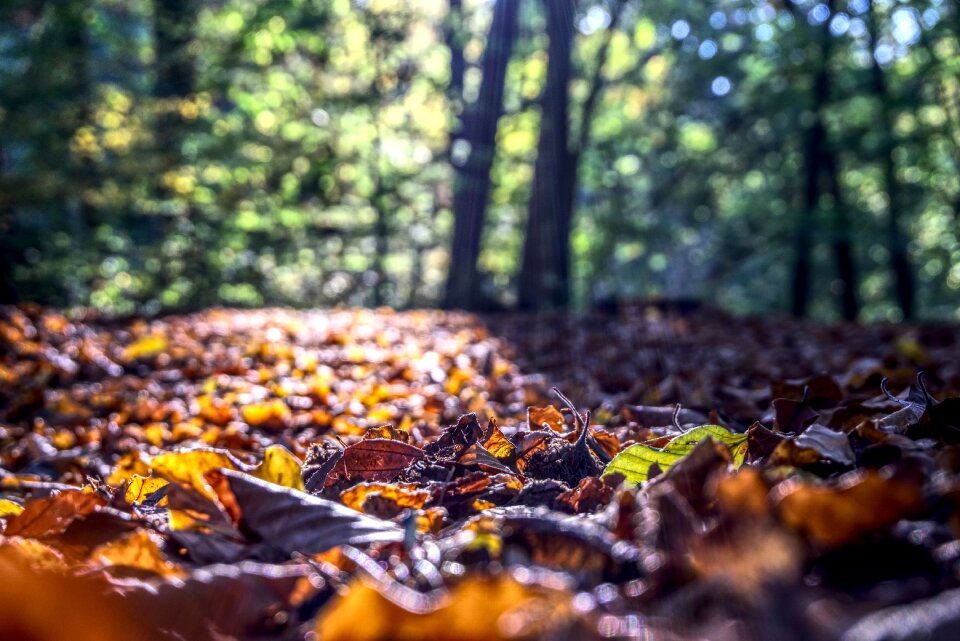 Red nature forest