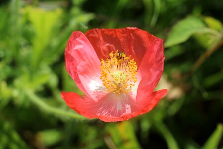 Macro nature garden photo