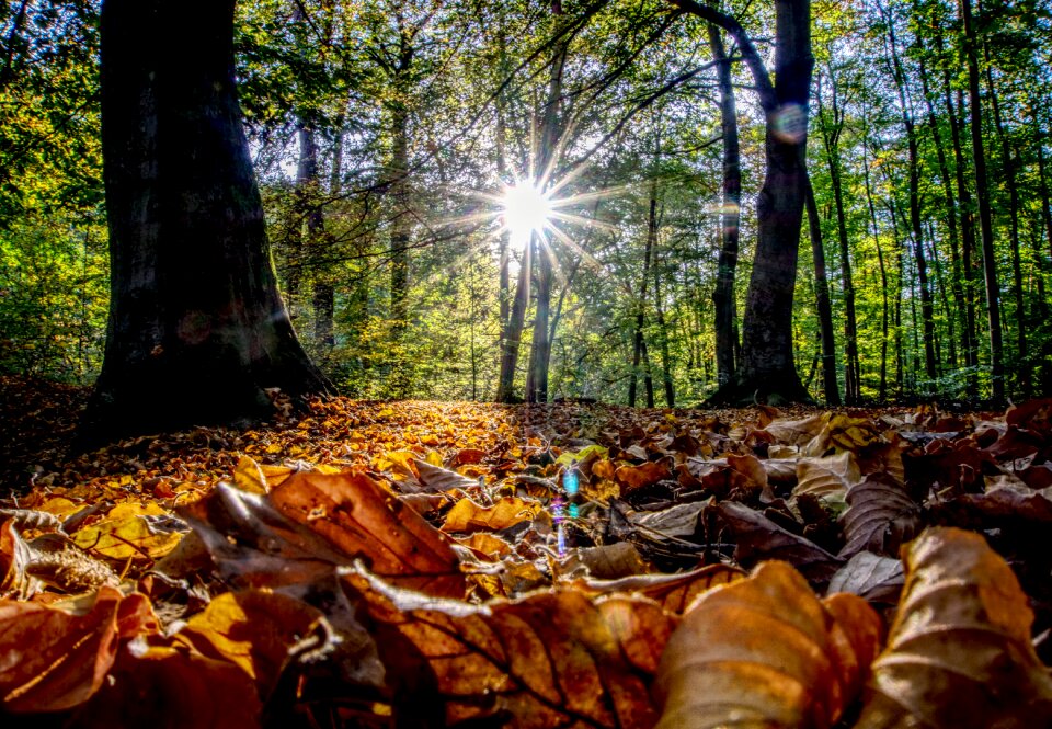 Leaves autumn colorful