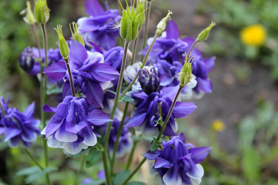 Garden beautiful flowers summer flowers
