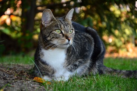 Pet domestic cat animal world