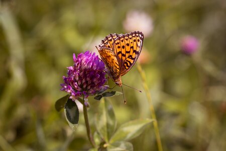 Nature klee clover flower photo