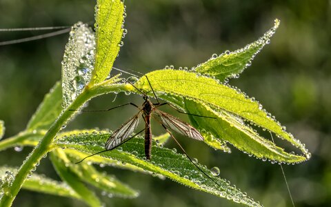 Close up mosquito wing