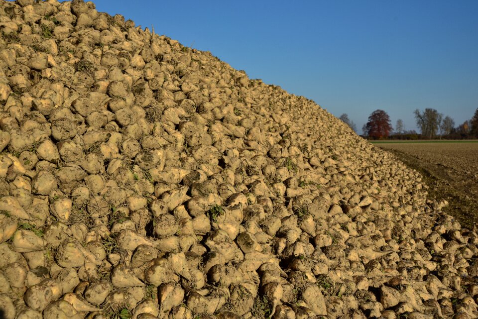 Turnip root vegetables commodity