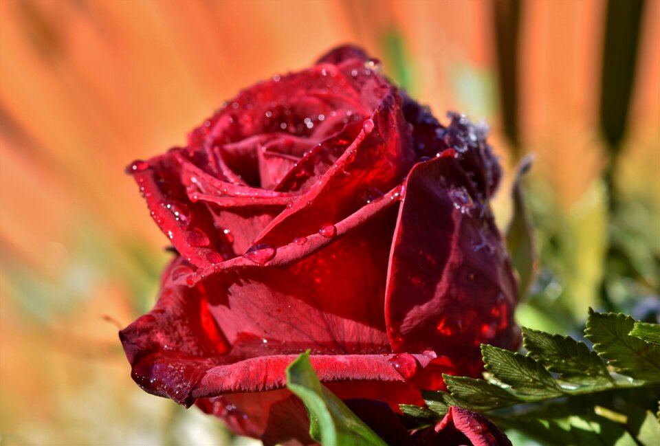 Bloom red plant