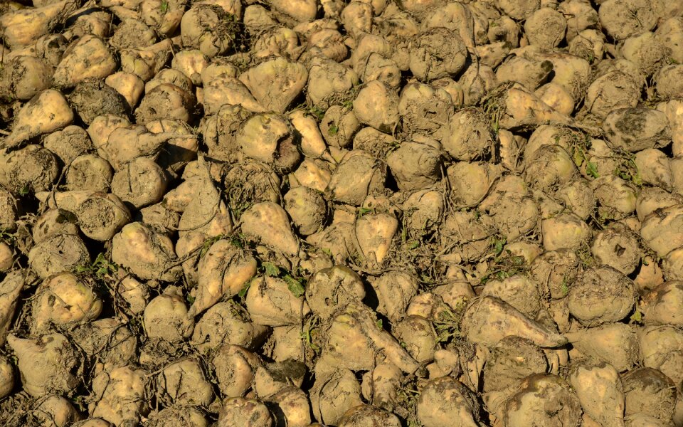 Turnip root vegetables commodity