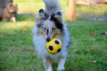 Dog shetland sheepdog nobility female young dog color blue merle photo