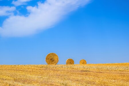 Nature wheat dry photo