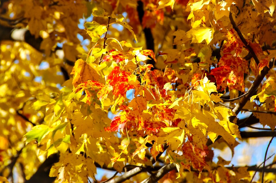 Colorful tree canada