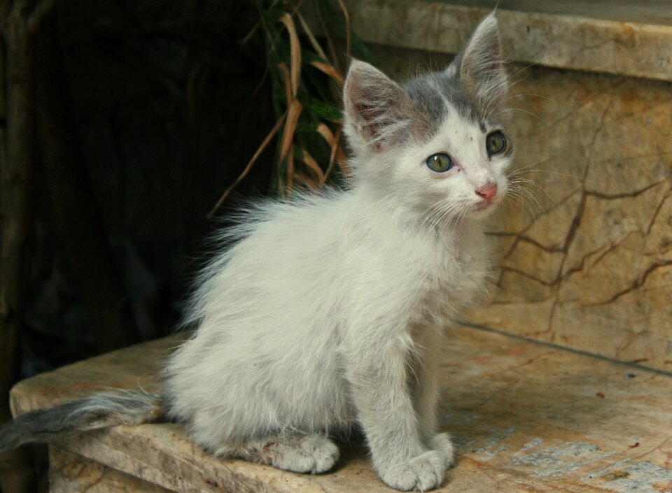 Istanbul cute kitty