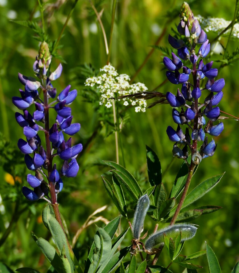 Black forest reported flowers