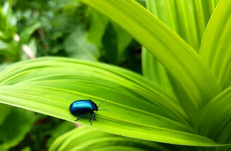 Nature animal world leaf