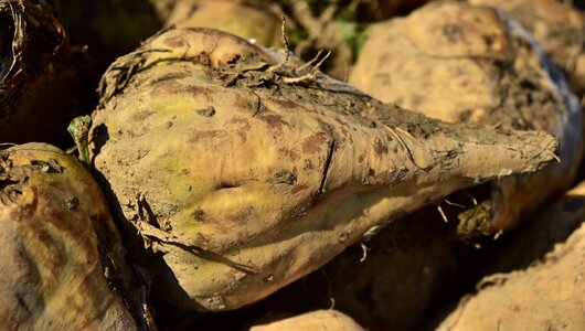 Turnip root vegetables commodity