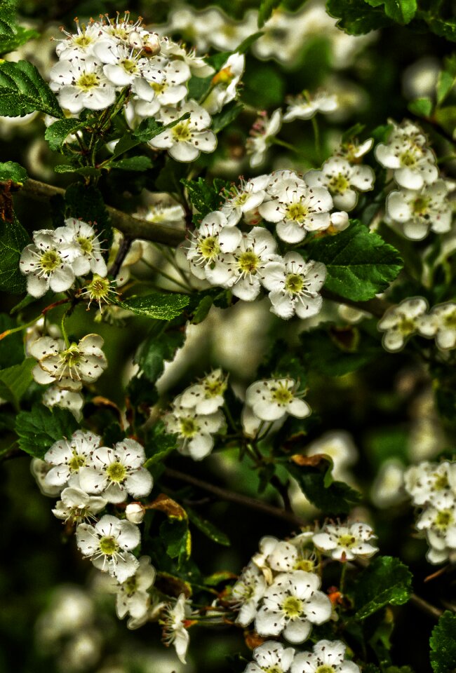 Blackthorn flowers blackthorn blackthorn prunus spinosa
