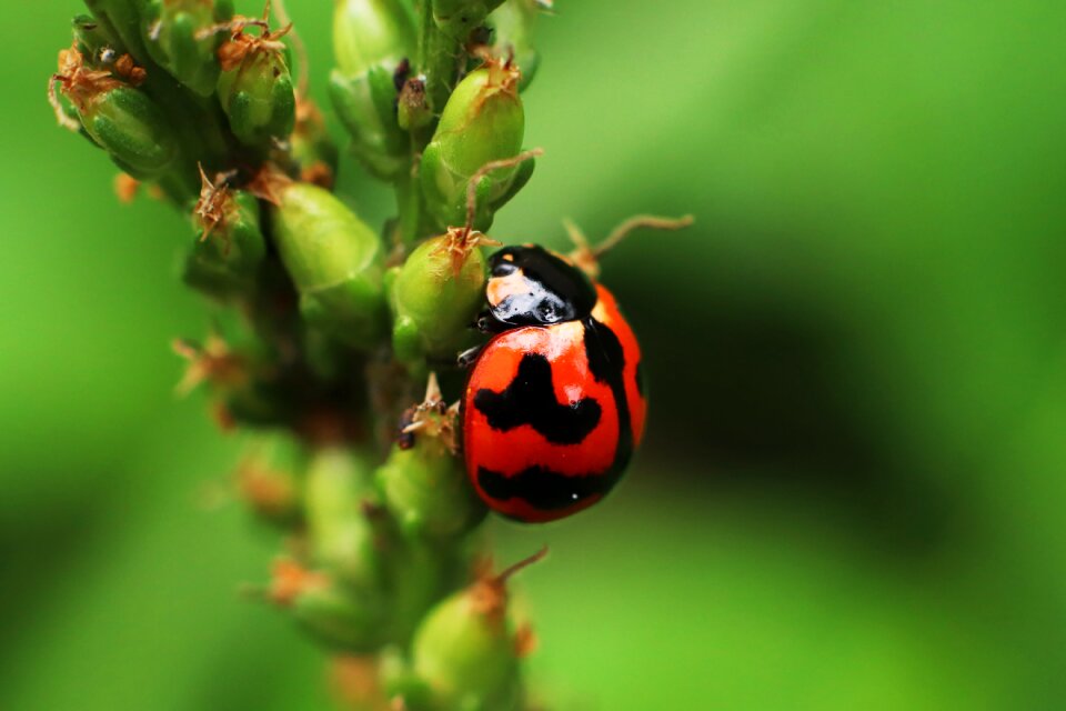 Beetle flying insects ladybugs