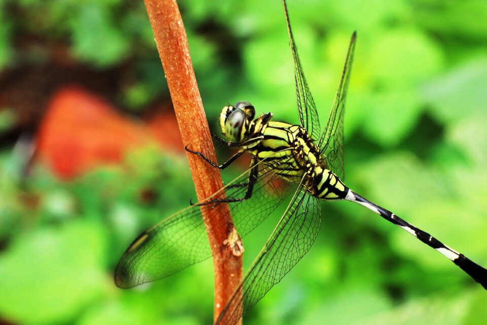 Green grasshopper resting