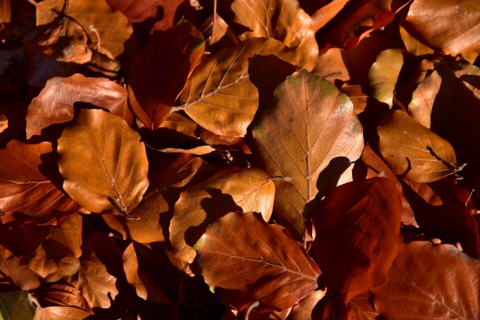 Autumn fall foliage november