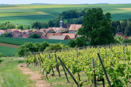 Vineyard winemaker landscape photo