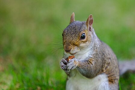 Brown mammal possierlich