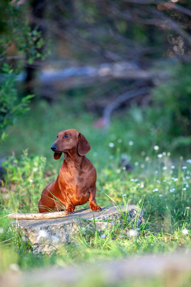 Animal portrait watch