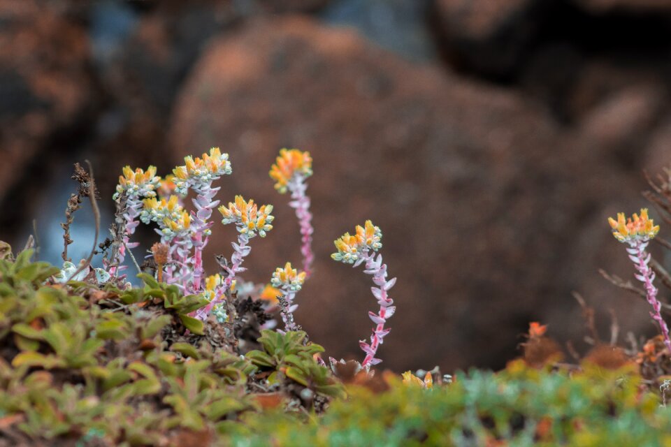 Ornamental trees flowers leaves rock mountain