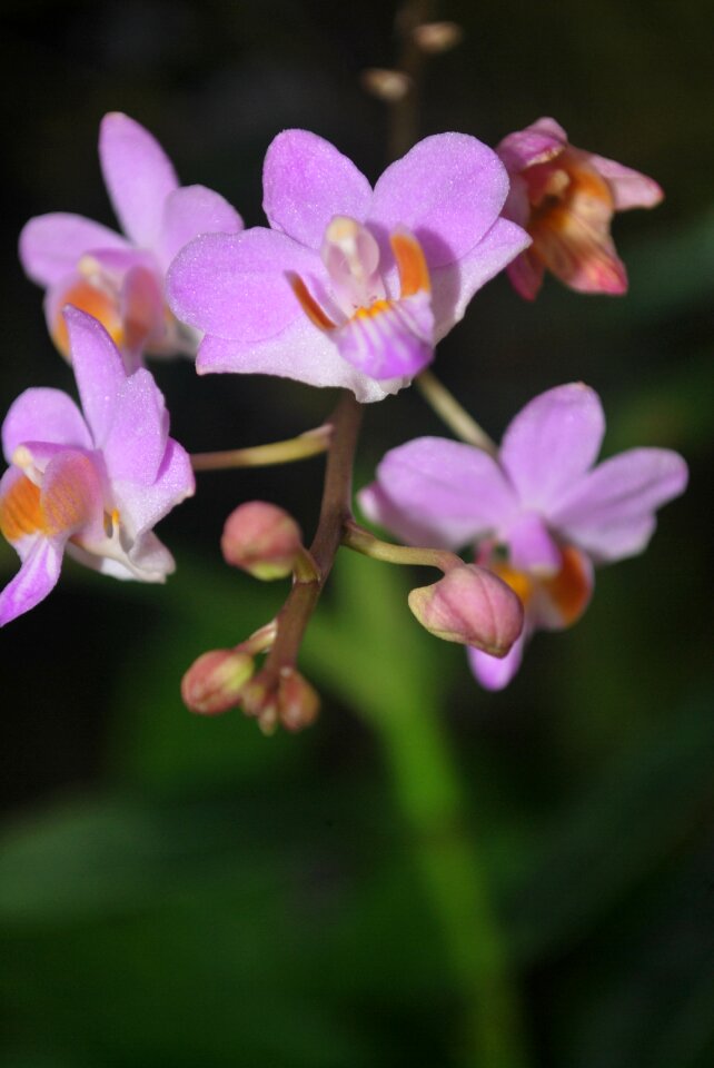 Scallops message mountain orchid