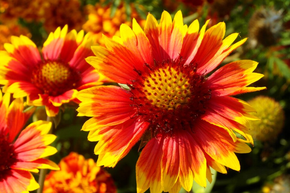 Asteraceae flower garden