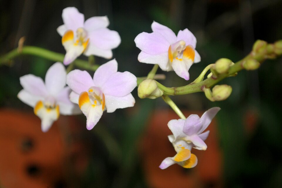 Scallops message mountain orchid