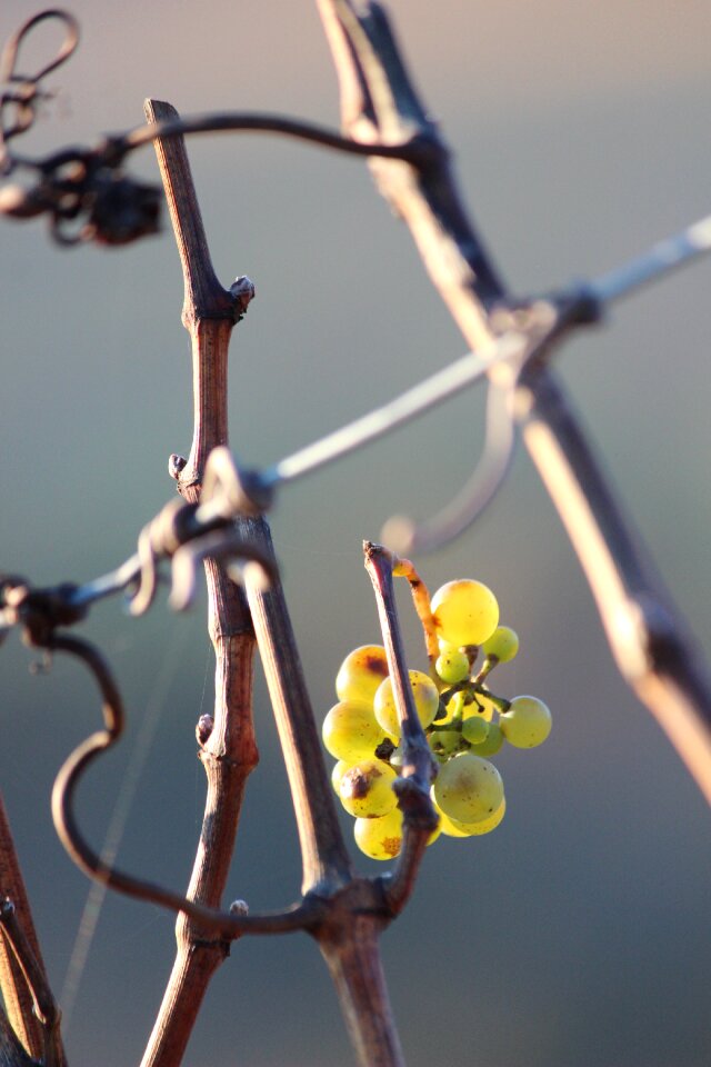 Grapes rebstock winegrowing