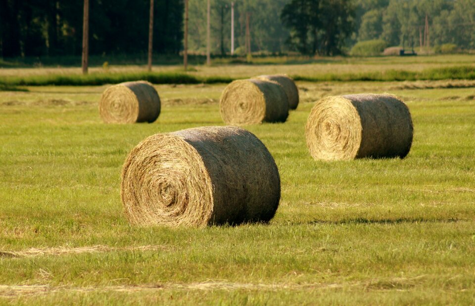 Field village agriculture