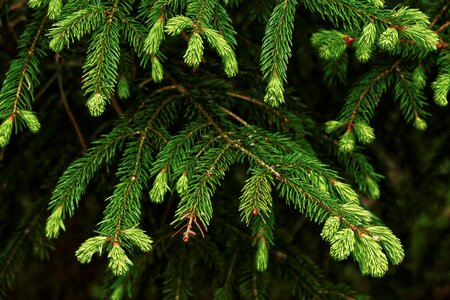 Foliation maiwipferl tree