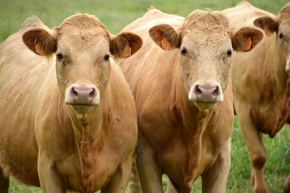 Mammal cow brown breeding photo