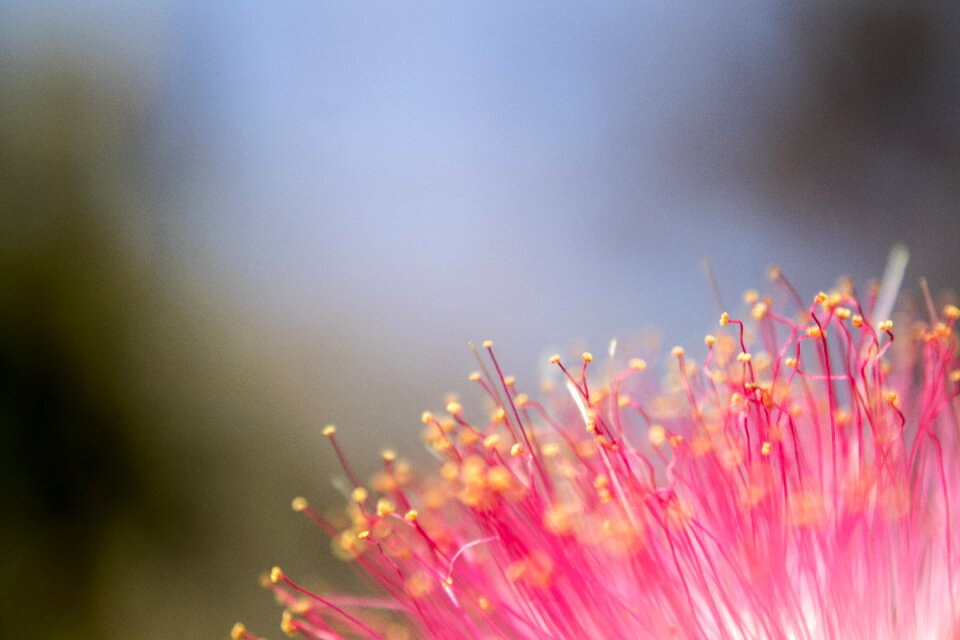 The garden ornamental trees flowers leaves