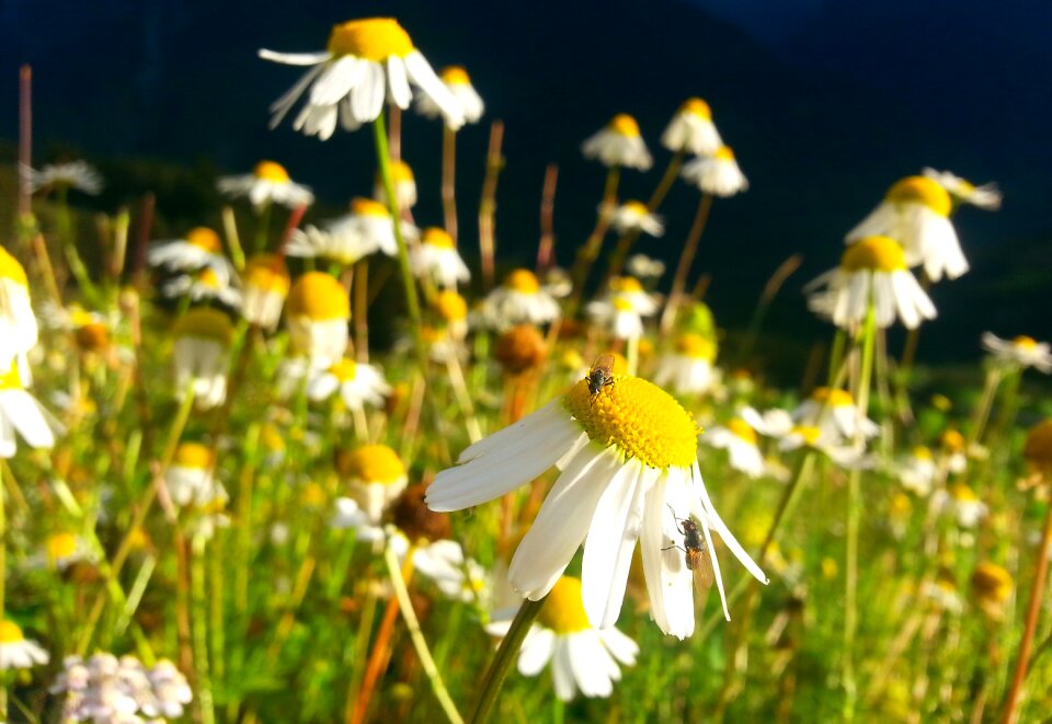 Nature flower meadow blossom