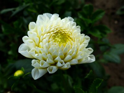 Garden summer white