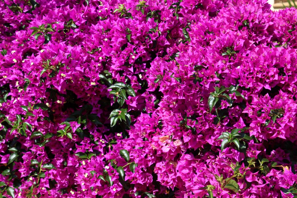 Four o'clock plant bush bright